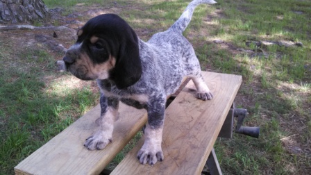 bluetick coonhound puppies for sale near me