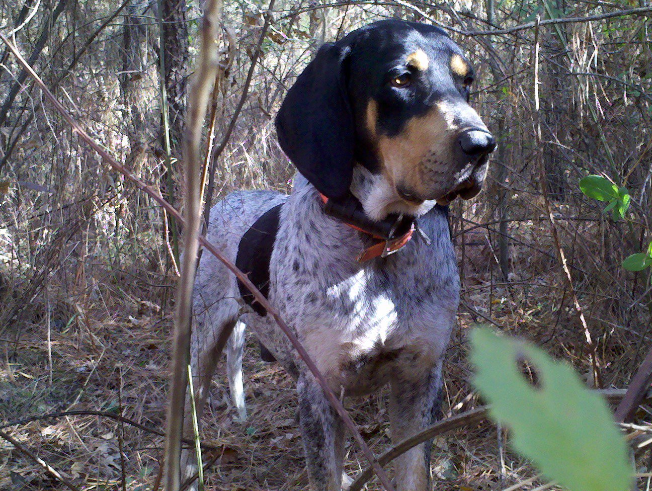 bluetick deer dogs for sale