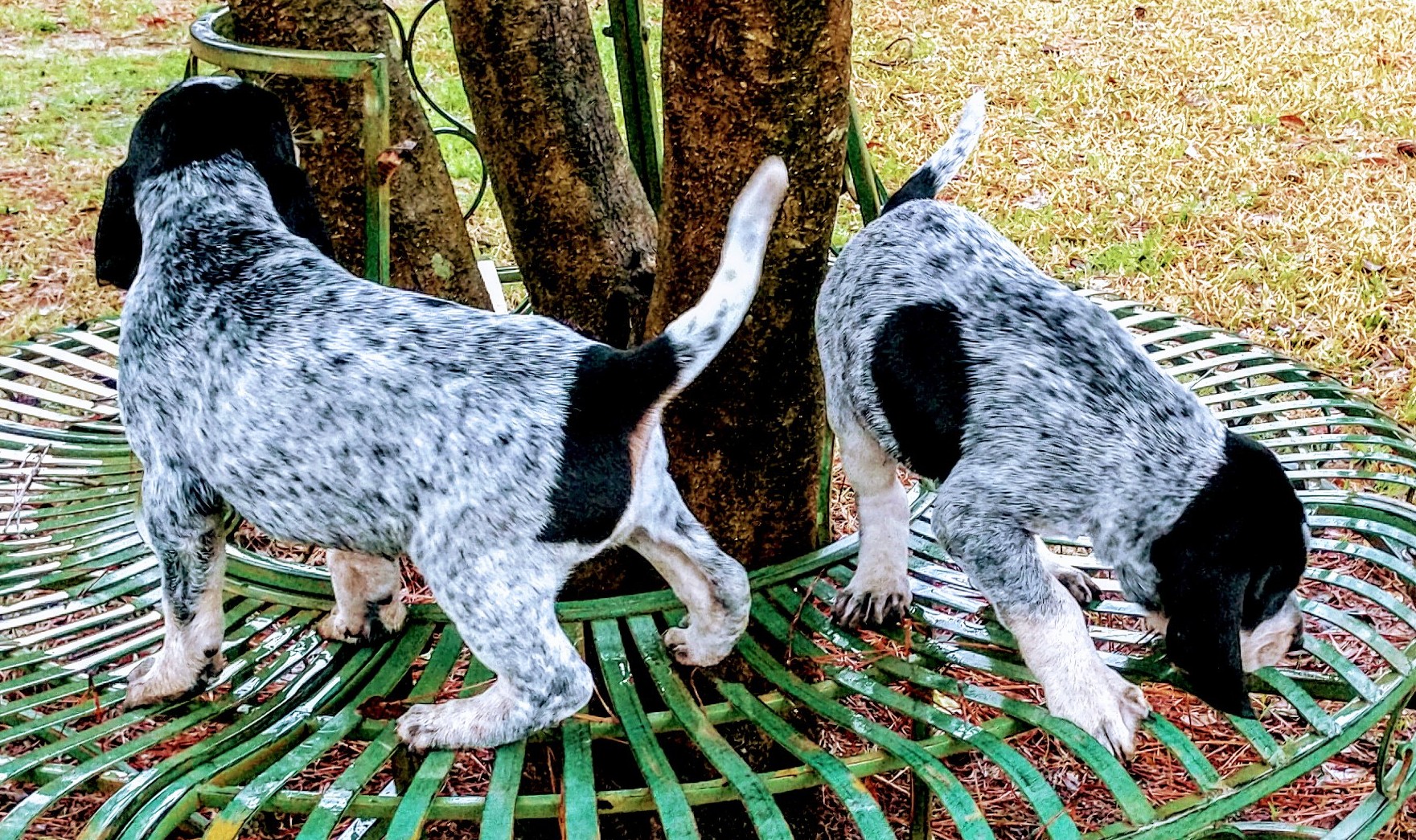 The Bluetick Hound Why We Love Them,White Thermofoil Cabinets