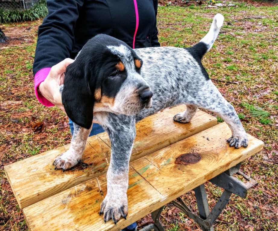bluetick coonhound puppies for sale near me