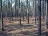 After Thinning.jpg (192702 bytes)
