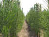 Seedlings8-00.jpg (167833 bytes)