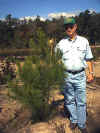 dawsonSeedling.jpg (155792 bytes)
